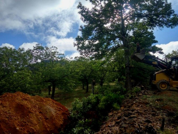 Imagen 07/06/2018. DETECTADOS VARIOS CASTAÑOS CON AVISPILLA EN PARAJE DE LAS HOYUELAS